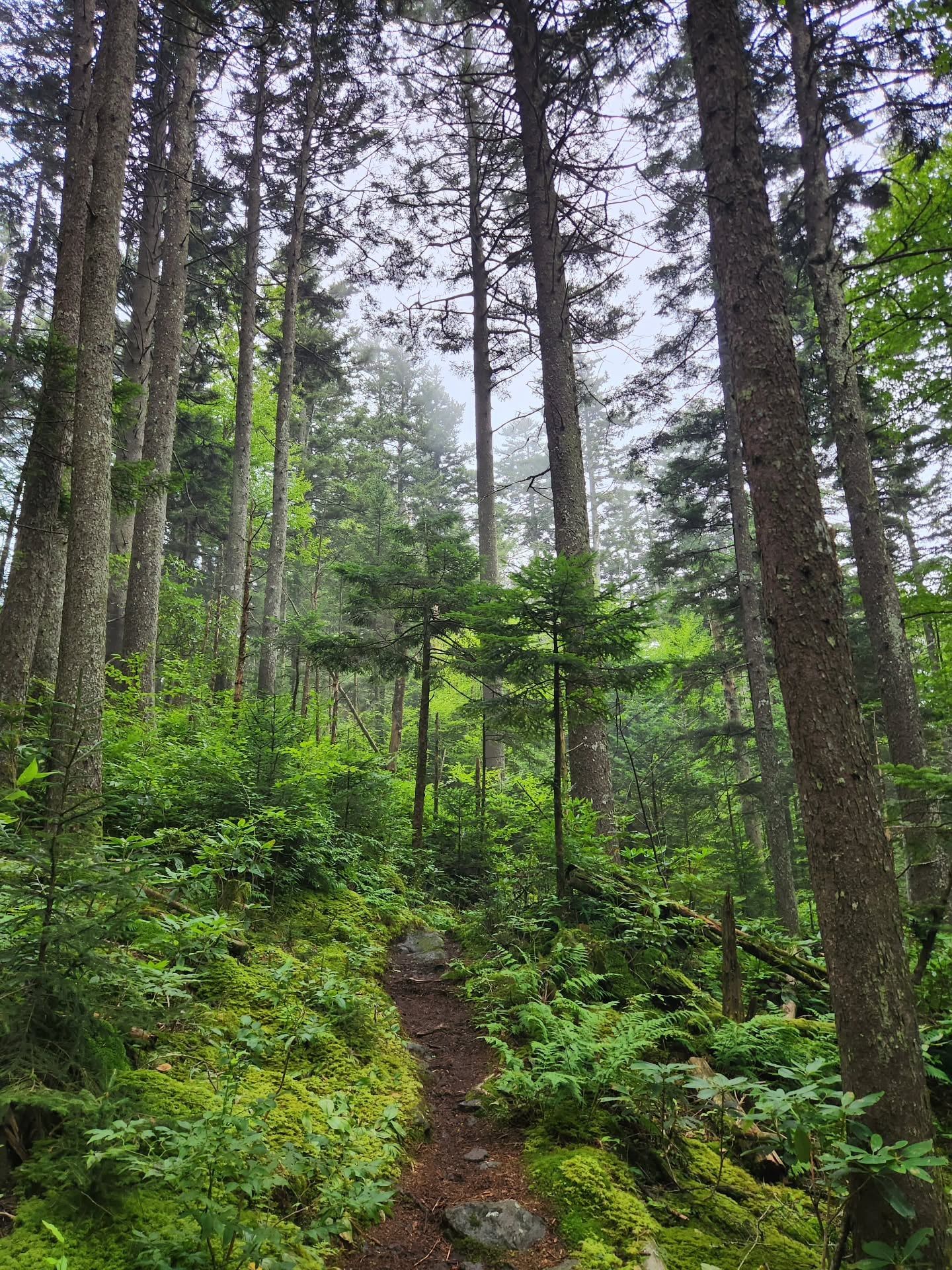 Great Smoky Mountains view
